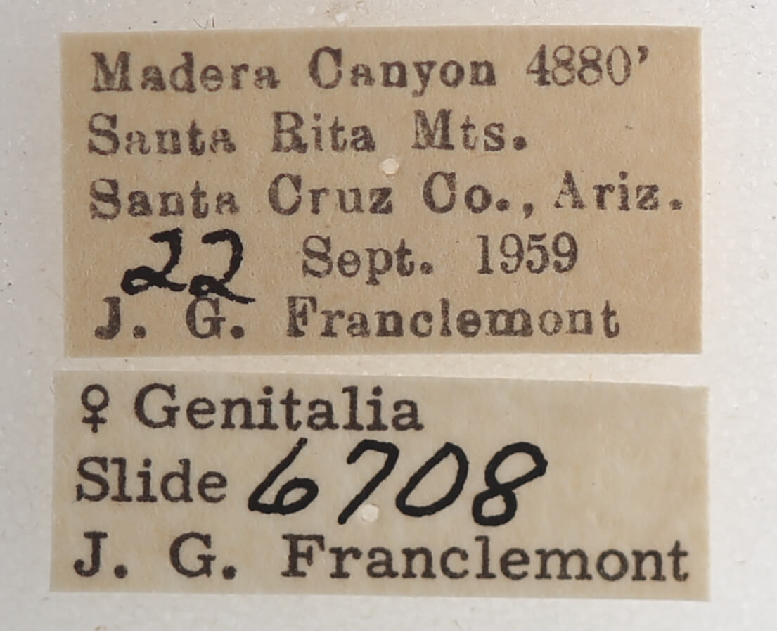 label view of adult Focillidia texana