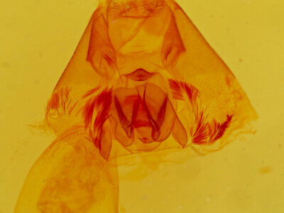 genitalia view of adult Argyrostrotis flavistriaria