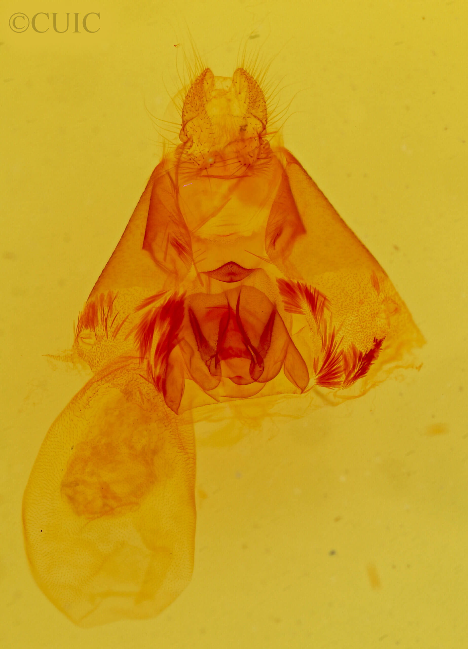 genitalia view of adult Argyrostrotis flavistriaria