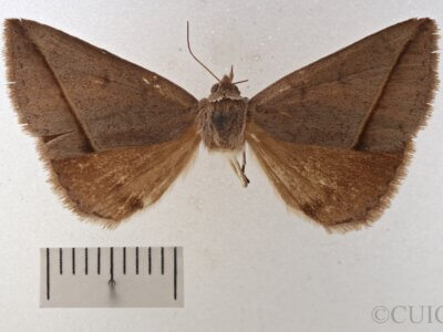 dorsal view of adult Argyrostrotis flavistriaria