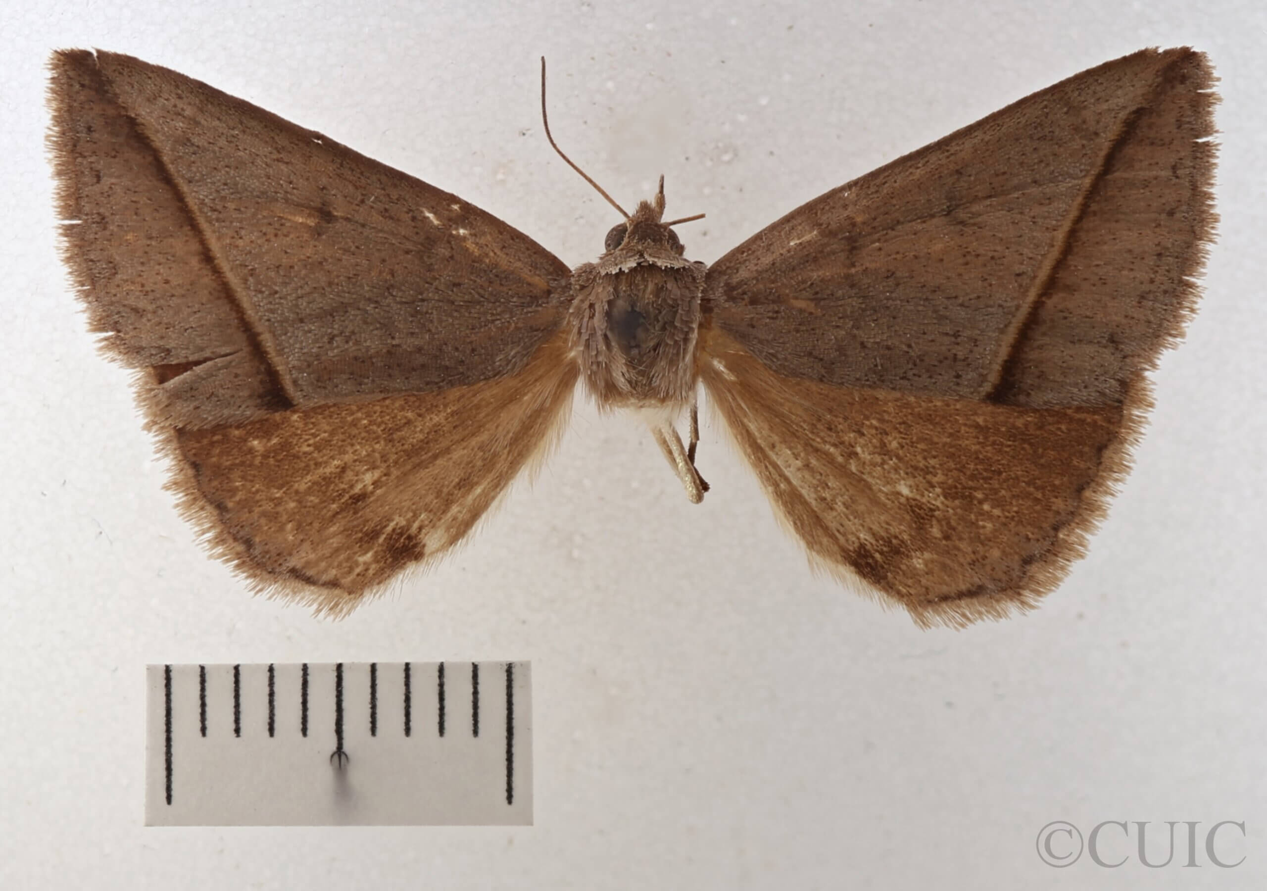 dorsal view of adult Argyrostrotis flavistriaria