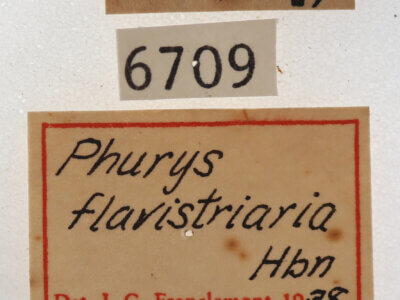 label view of adult Argyrostrotis flavistriaria