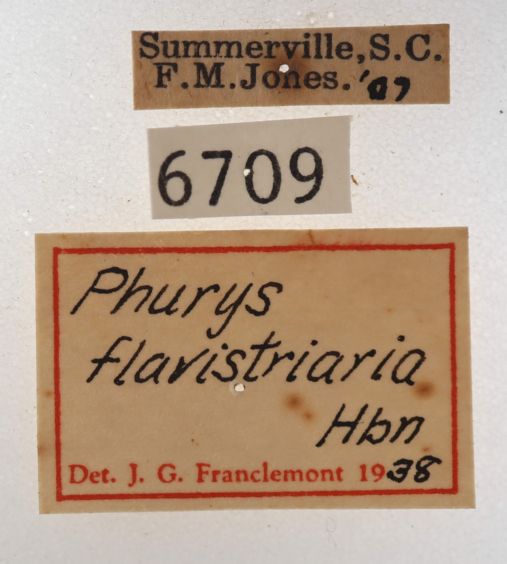 label view of adult Argyrostrotis flavistriaria