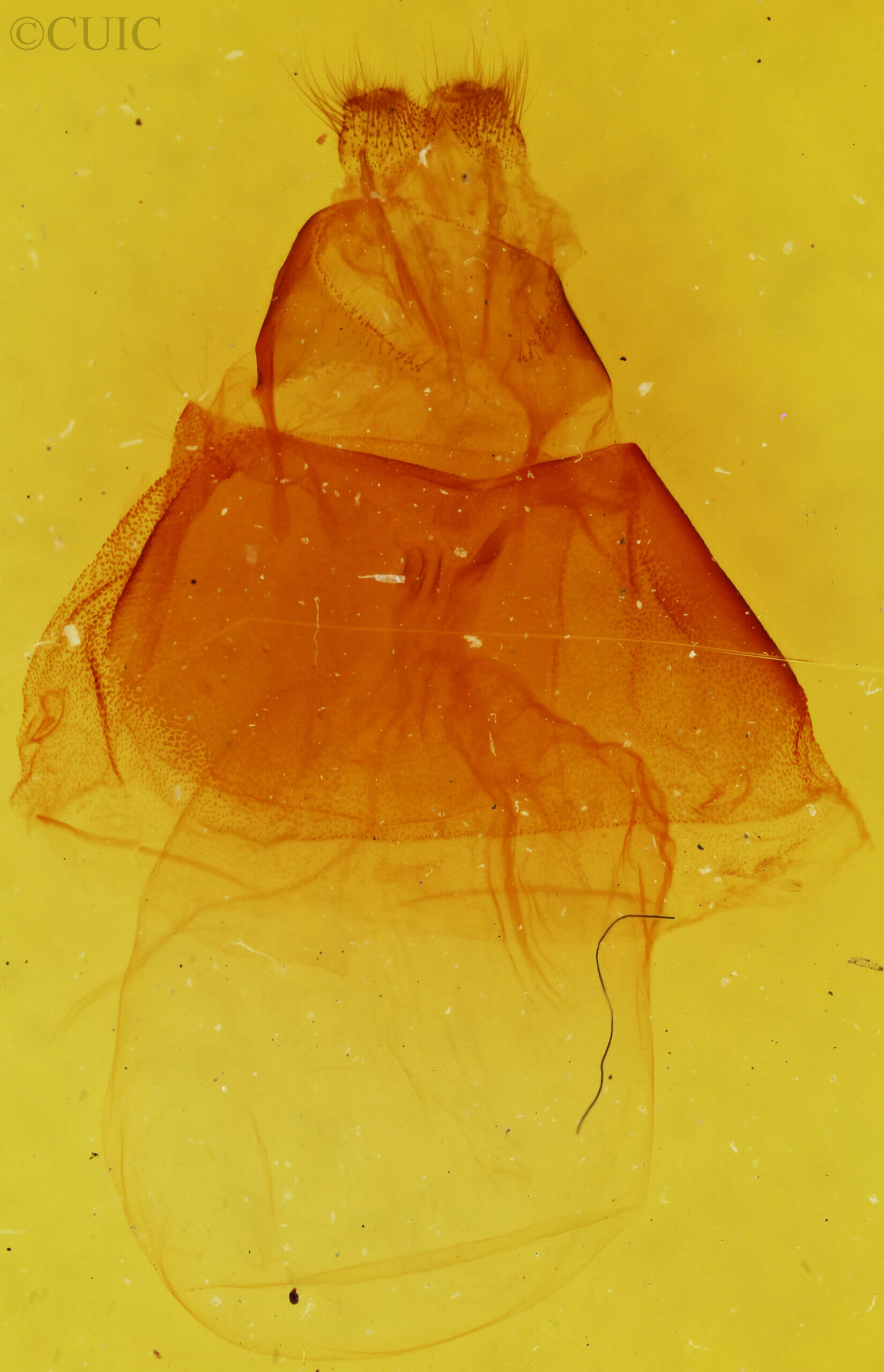 genitalia view of adult Acronicta impressa
