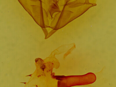 genitalia view of adult Acronicta impressa