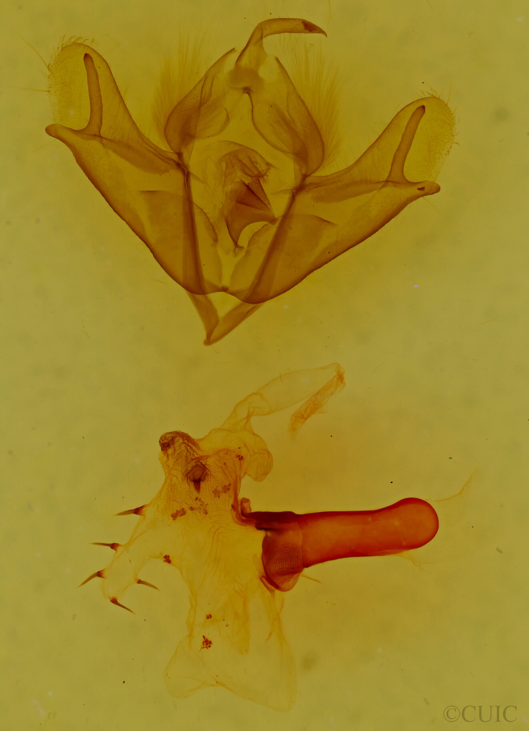 genitalia view of adult Acronicta impressa