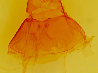 genitalia view of adult Acronicta impressa