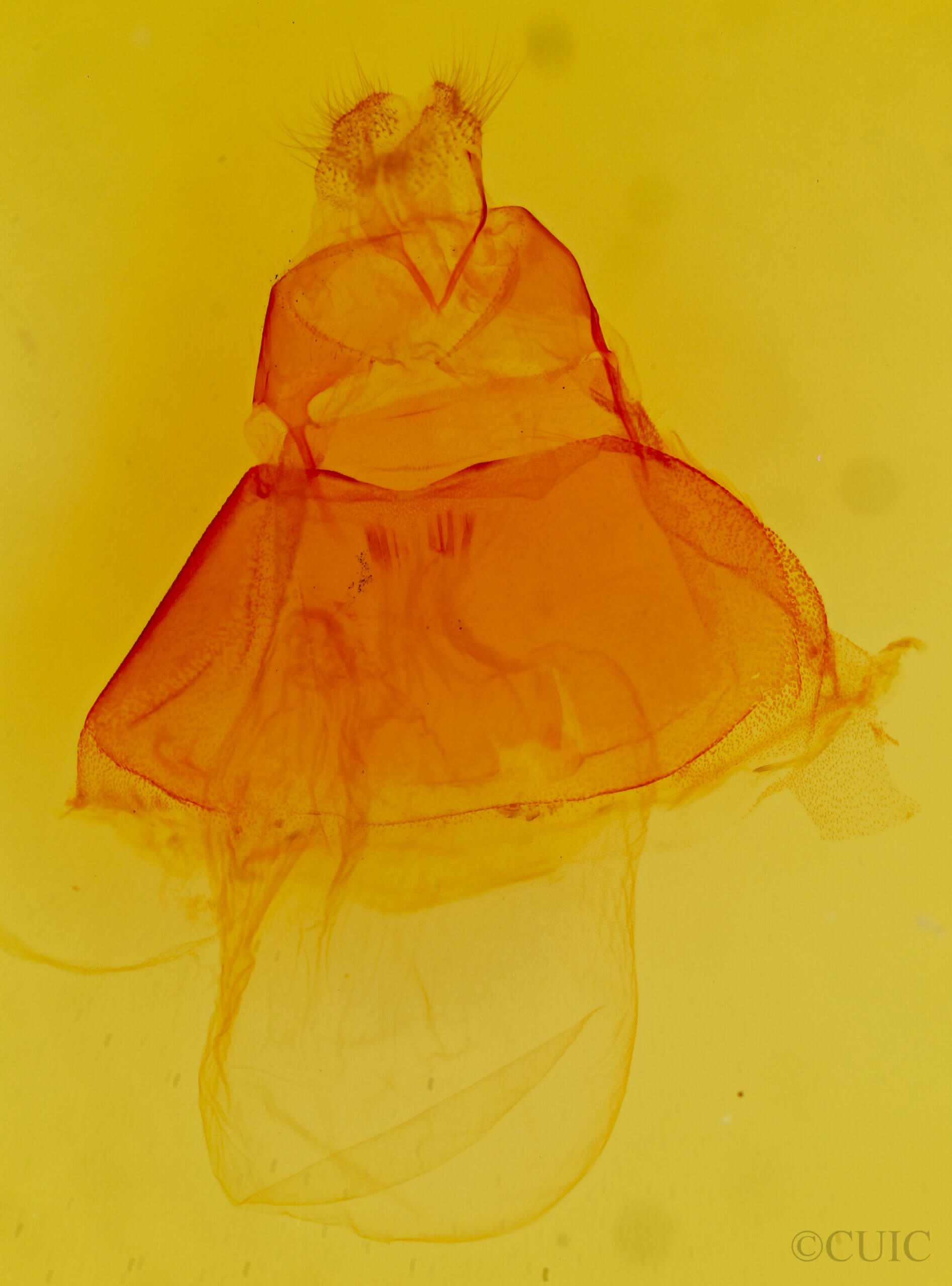 genitalia view of adult Acronicta impressa