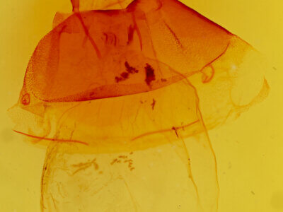 genitalia view of adult Acronicta impressa