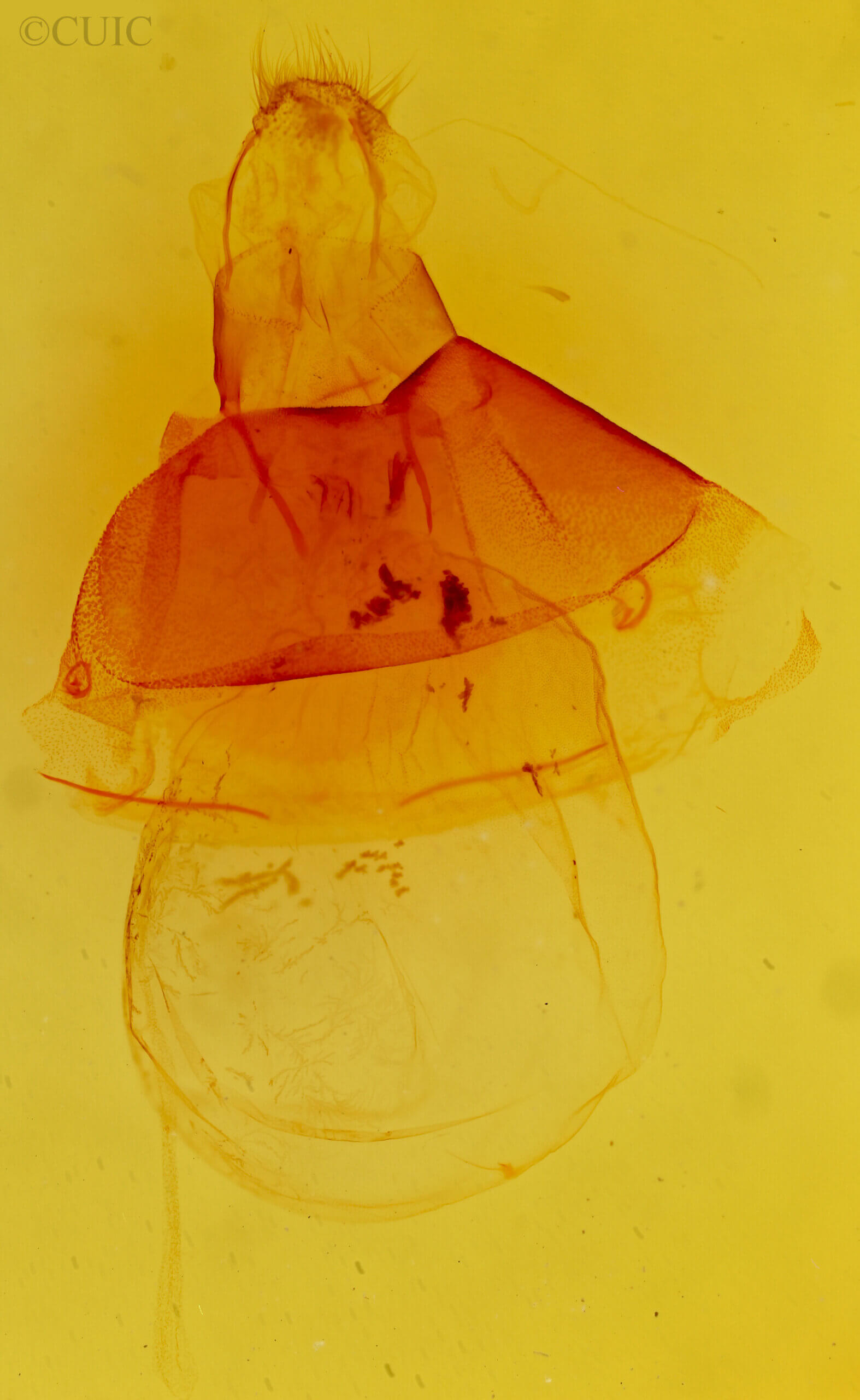 genitalia view of adult Acronicta impressa