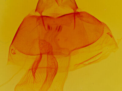 genitalia view of adult Acronicta impressa