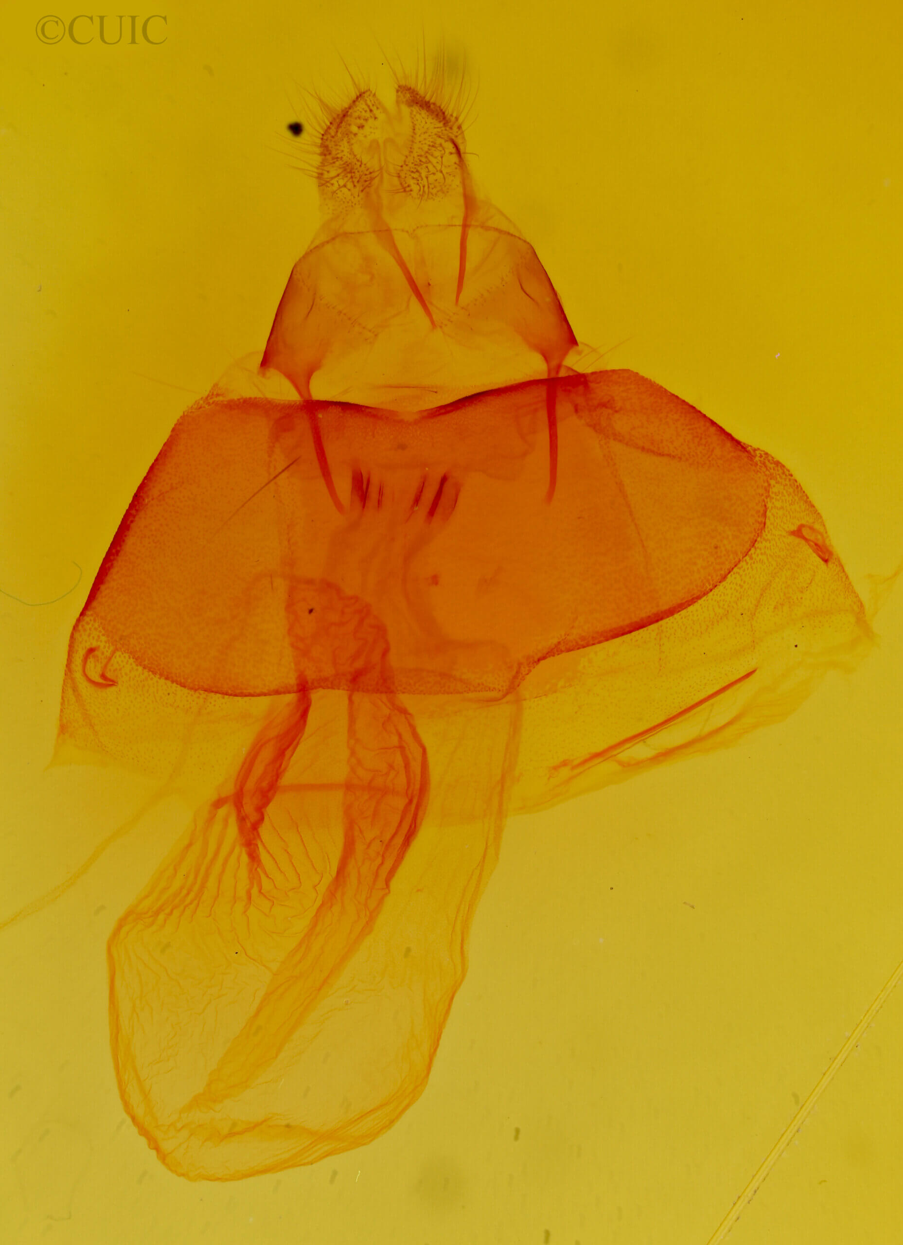 genitalia view of adult Acronicta impressa