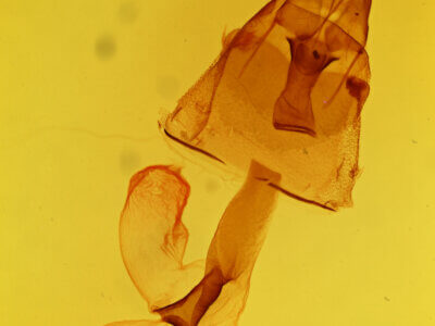 genitalia view of adult Lacinipolia umbrosa