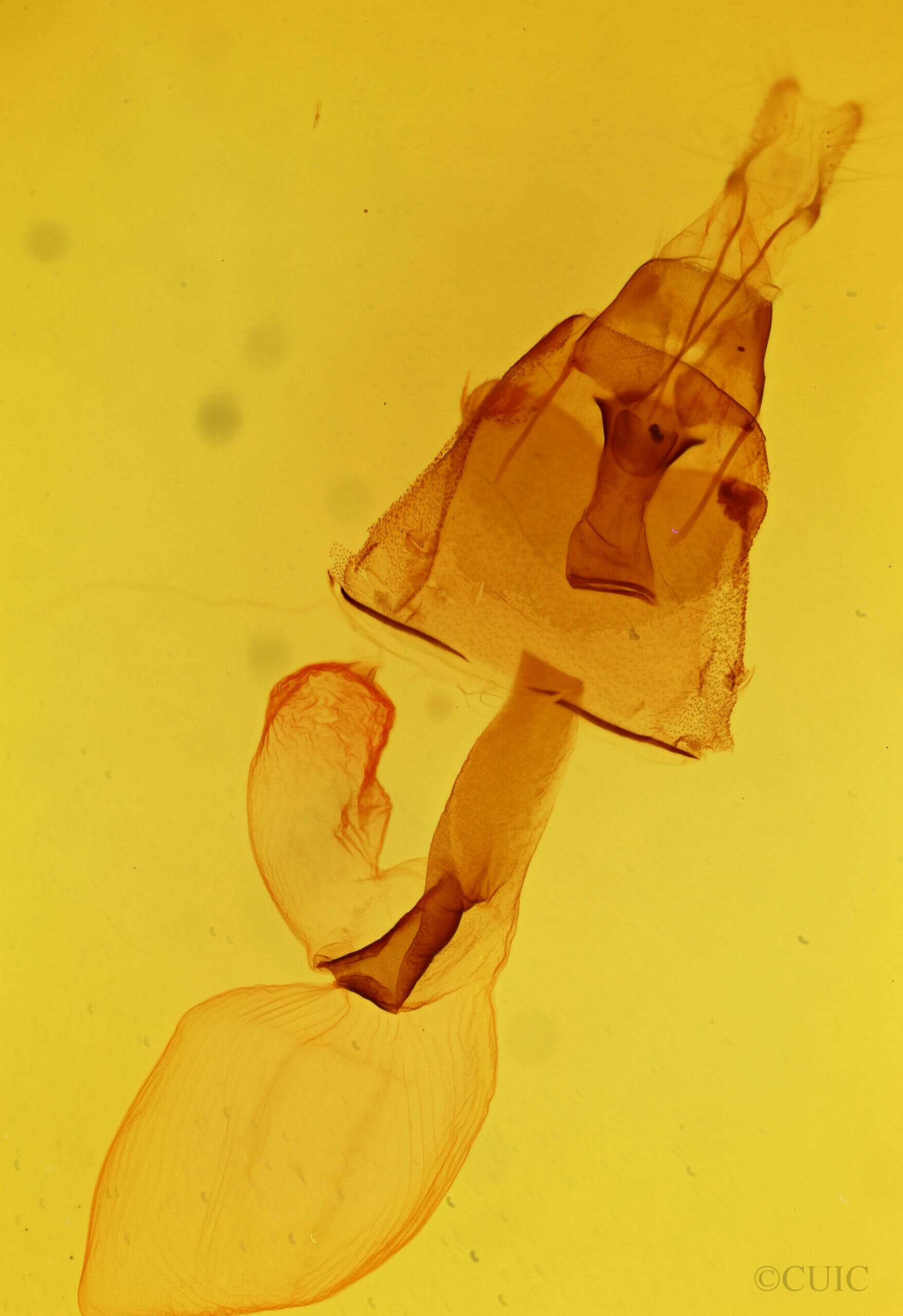 genitalia view of adult Lacinipolia umbrosa