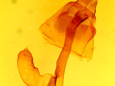 genitalia view of adult Lacinipolia umbrosa