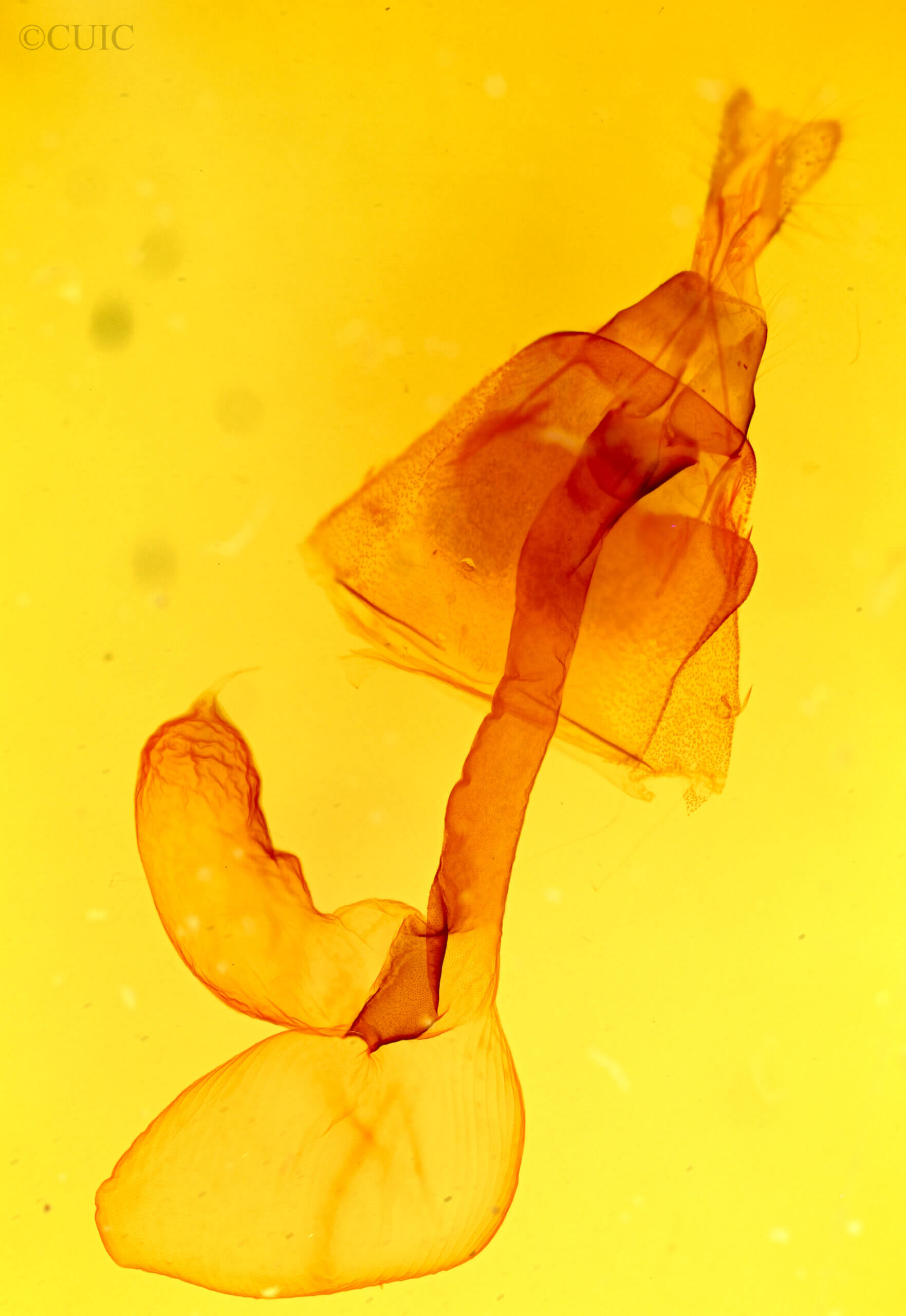 genitalia view of adult Lacinipolia umbrosa