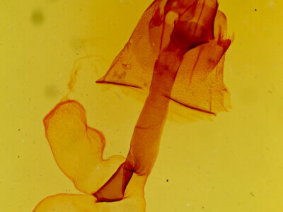 genitalia view of adult Lacinipolia umbrosa