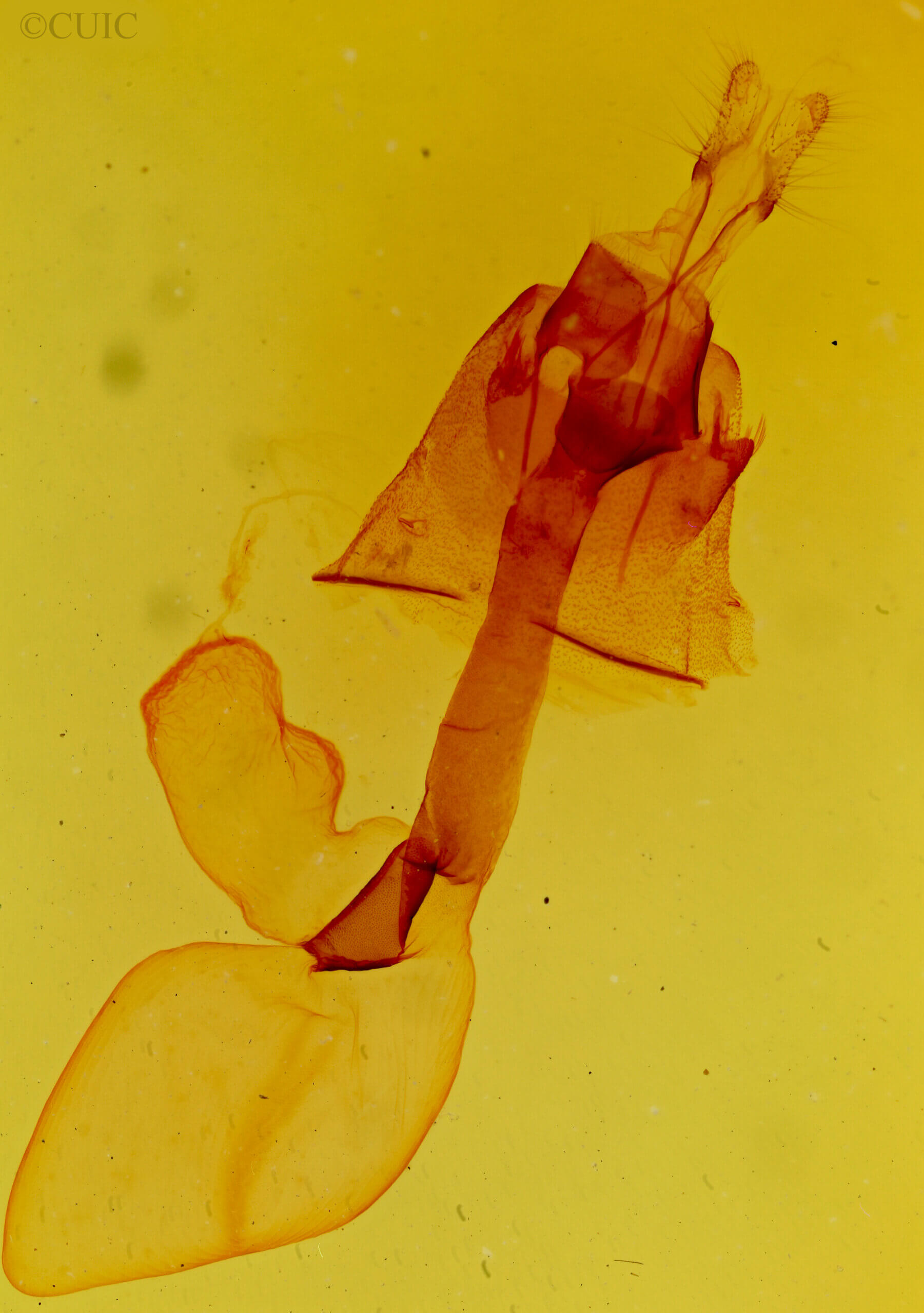 genitalia view of adult Lacinipolia umbrosa