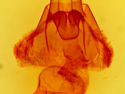 genitalia view of adult Protoperigea posticata