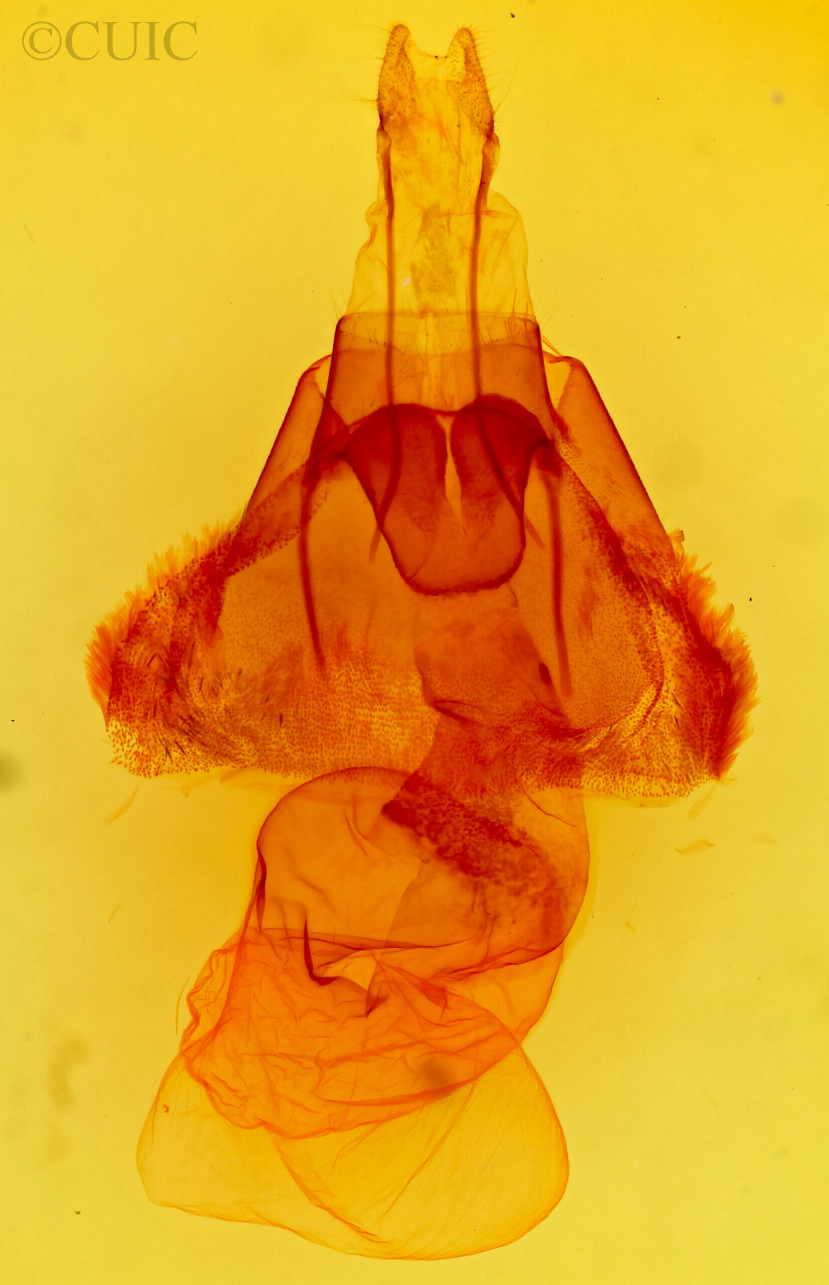 genitalia view of adult Protoperigea posticata