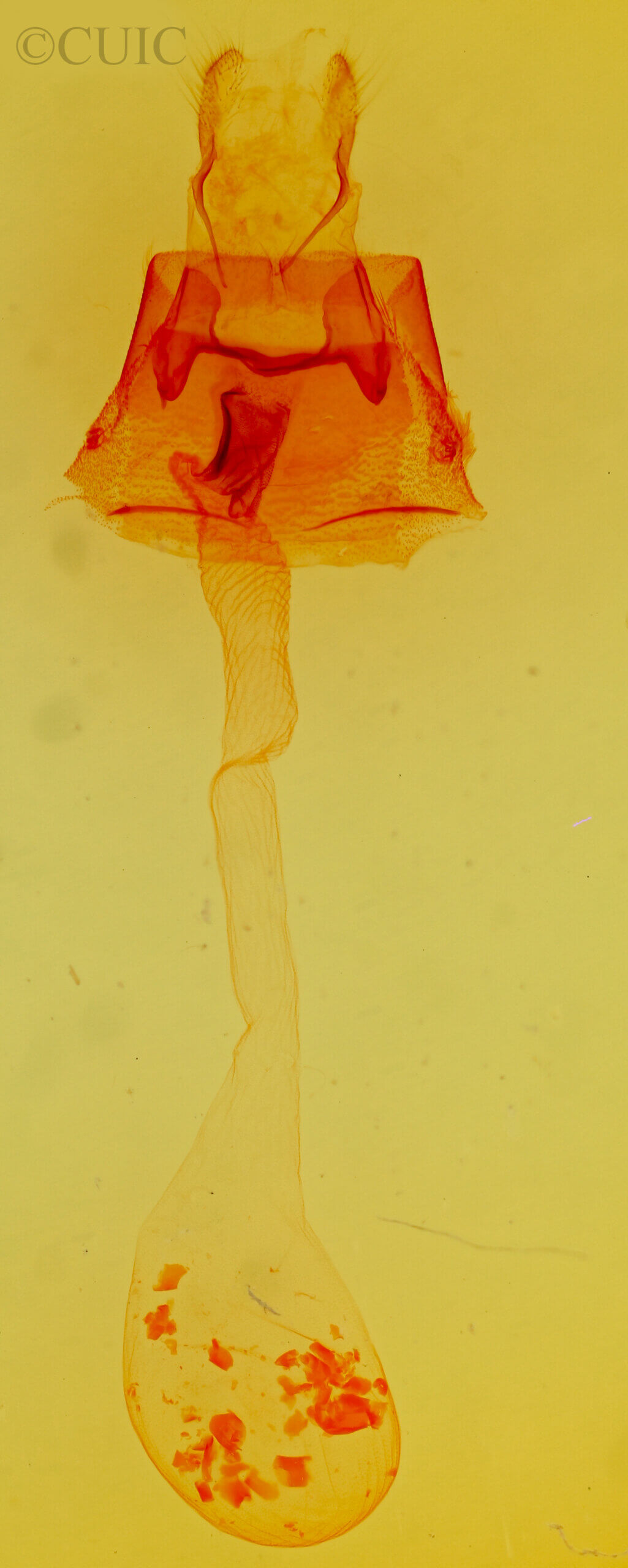 genitalia view of adult Pronoctua pyrophiloides