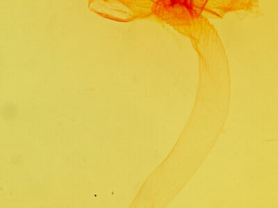 genitalia view of adult Pronoctua pyrophiloides
