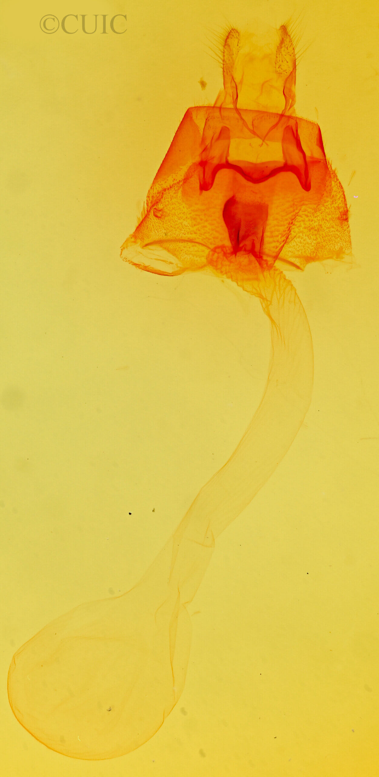 genitalia view of adult Pronoctua pyrophiloides