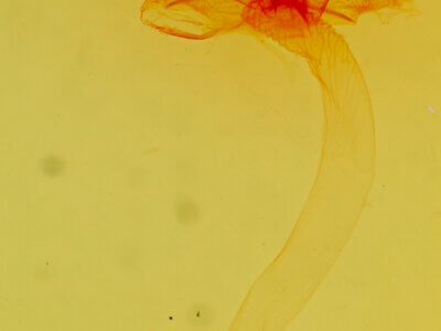 genitalia view of adult Pronoctua tyipca