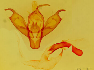 genitalia view of adult Pronoctua typica