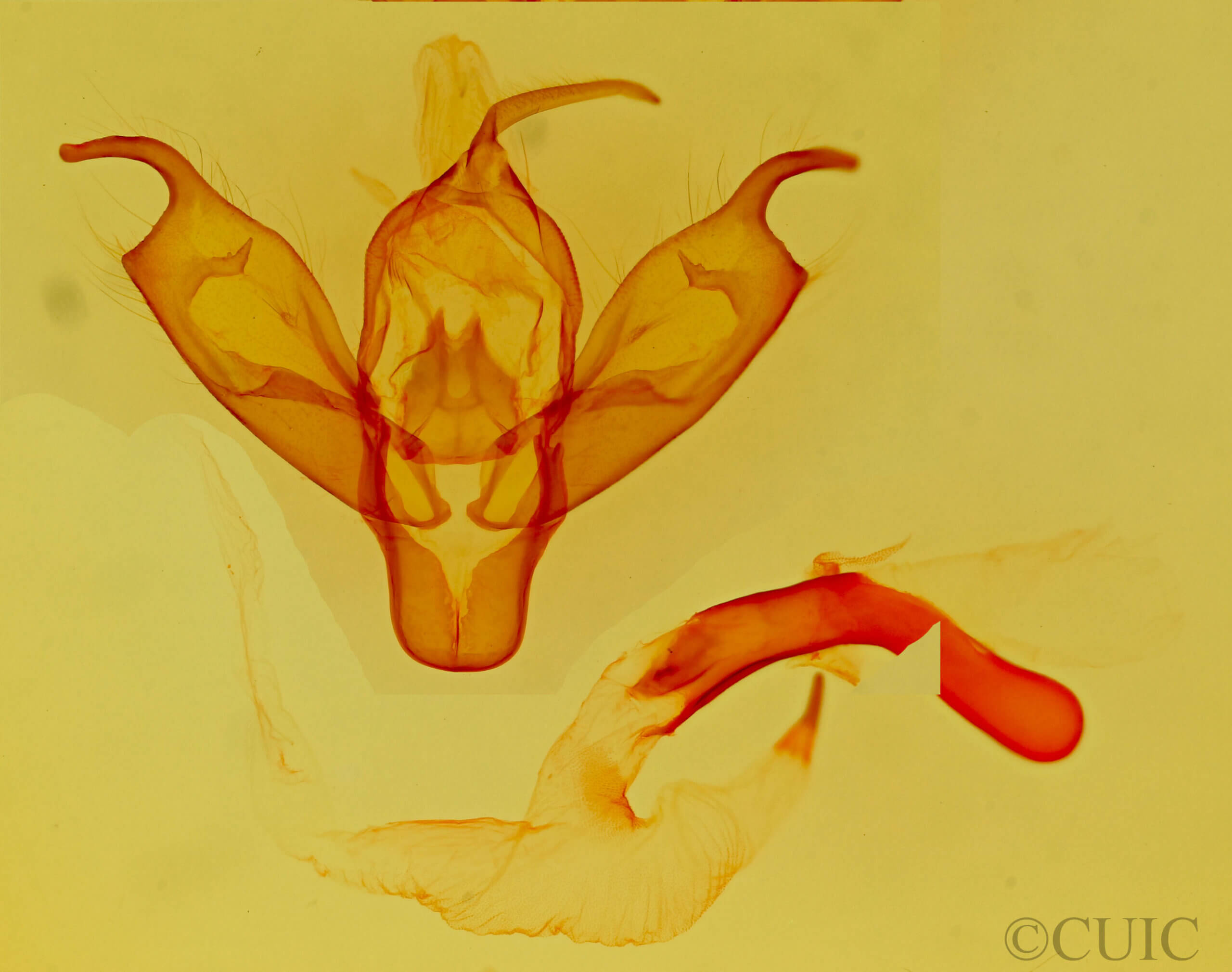 genitalia view of adult Pronoctua typica