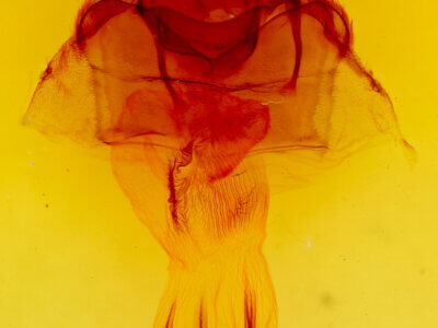 genitalia view of adult Hydraecia immanis