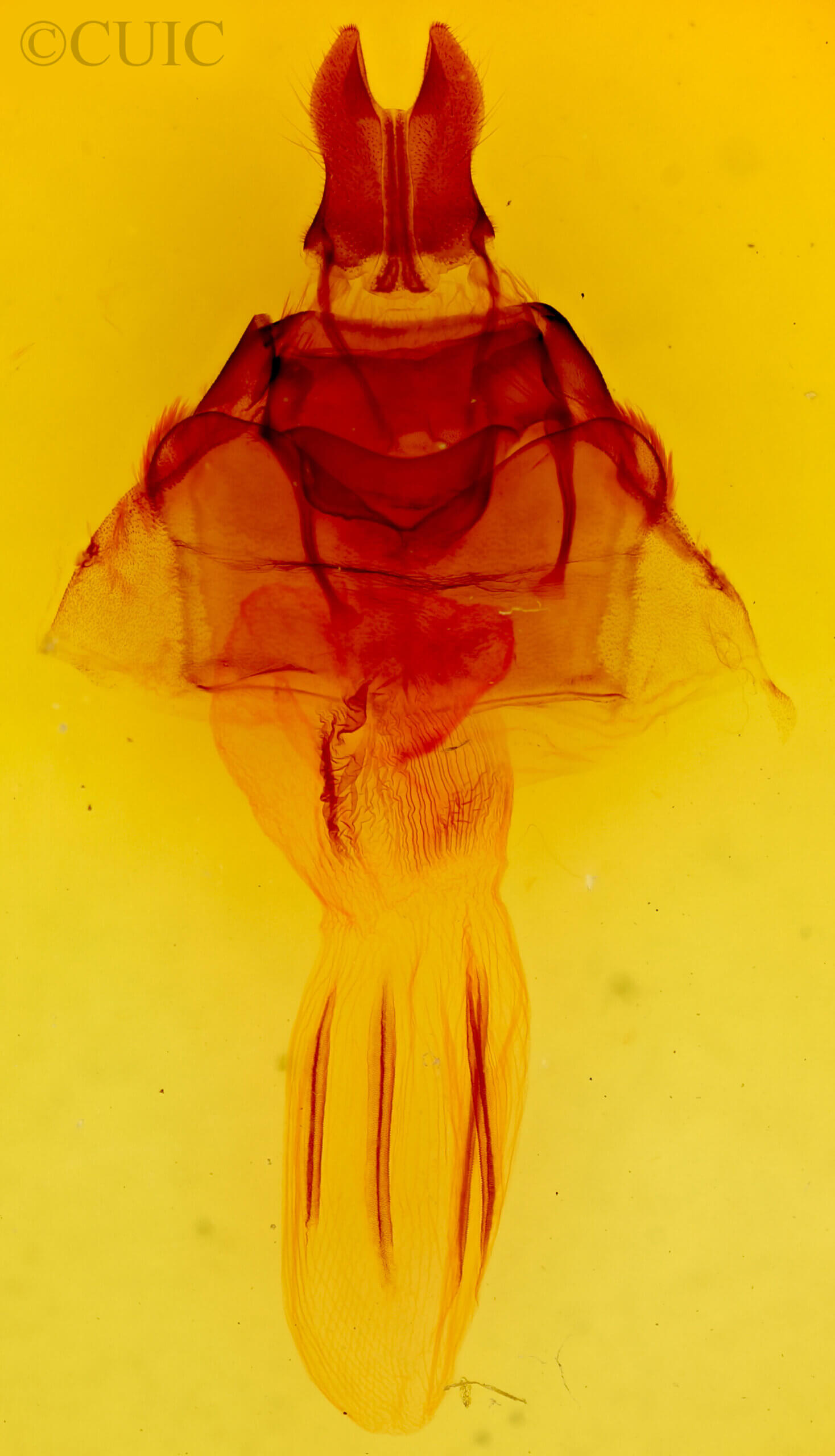 genitalia view of adult Hydraecia immanis