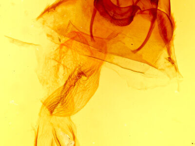 genitalia view of adult Hydraecia immanis