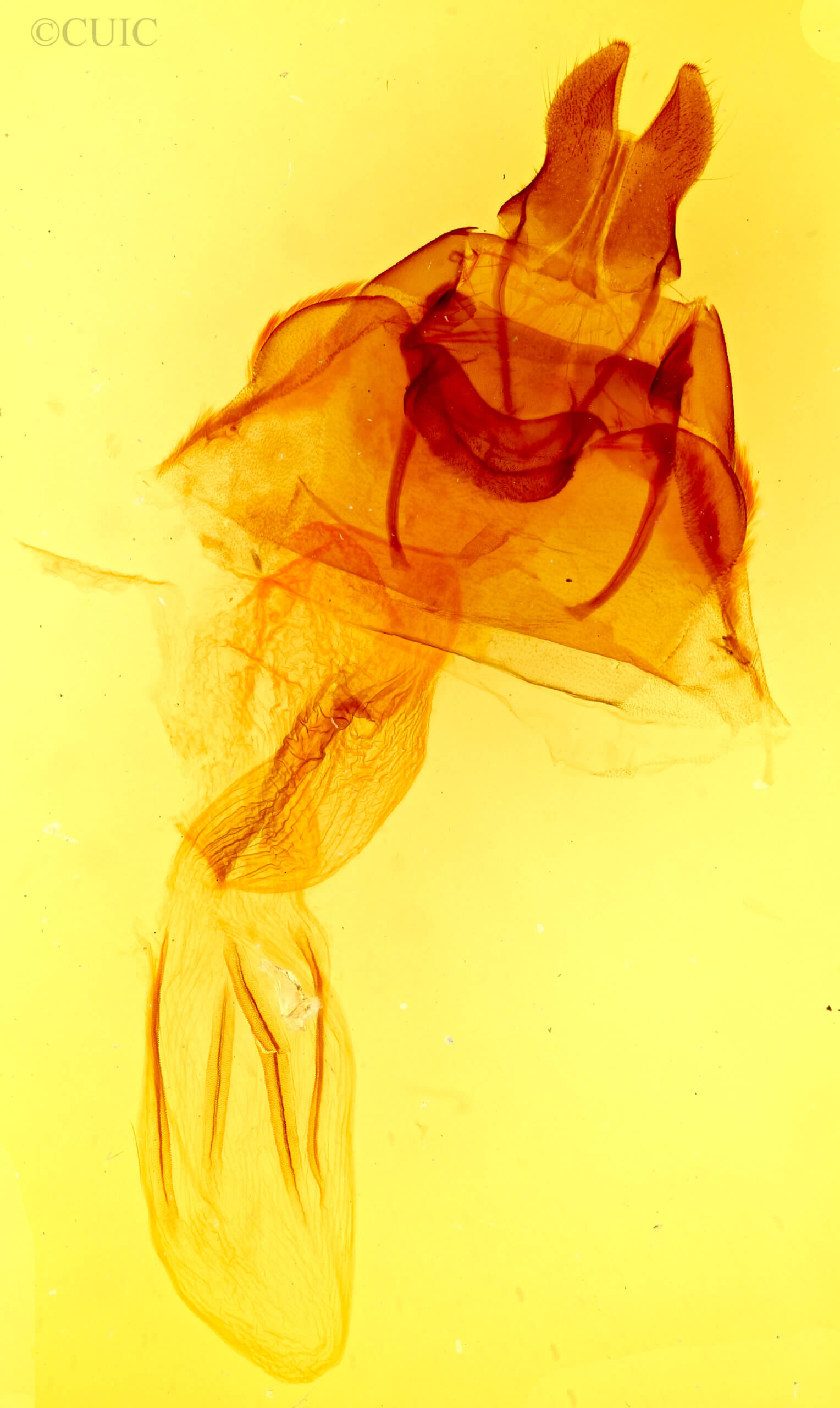 genitalia view of adult Hydraecia immanis