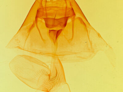 genitalia view of adult Hydraecia perobliqua
