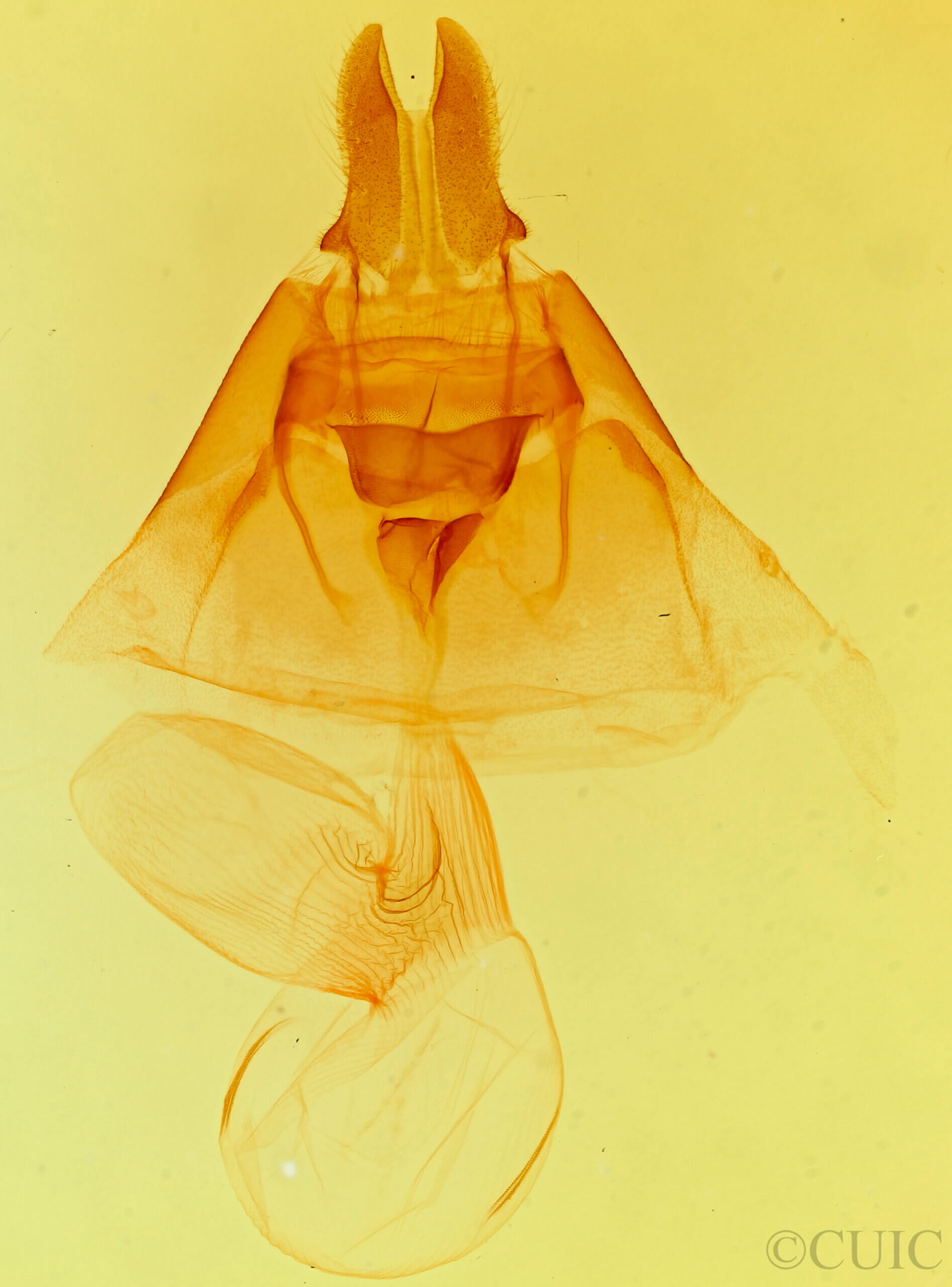 genitalia view of adult Hydraecia perobliqua