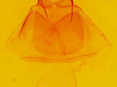 genitalia view of adult Acronicta oblinita