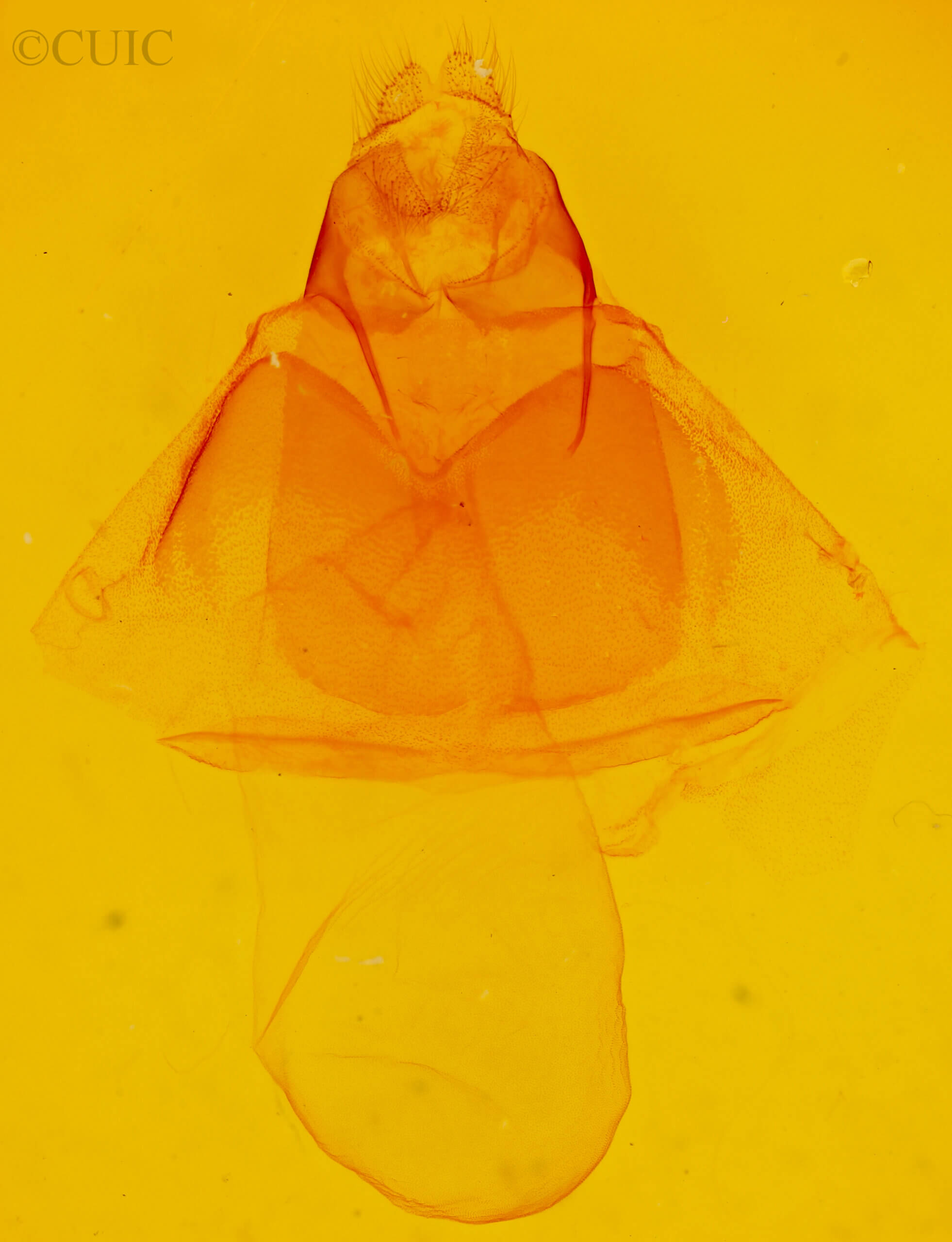 genitalia view of adult Acronicta oblinita