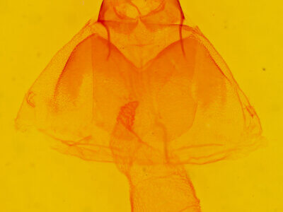 genitalia view of adult Acronicta oblinita