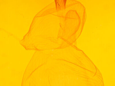 genitalia view of adult Xestia dolosa