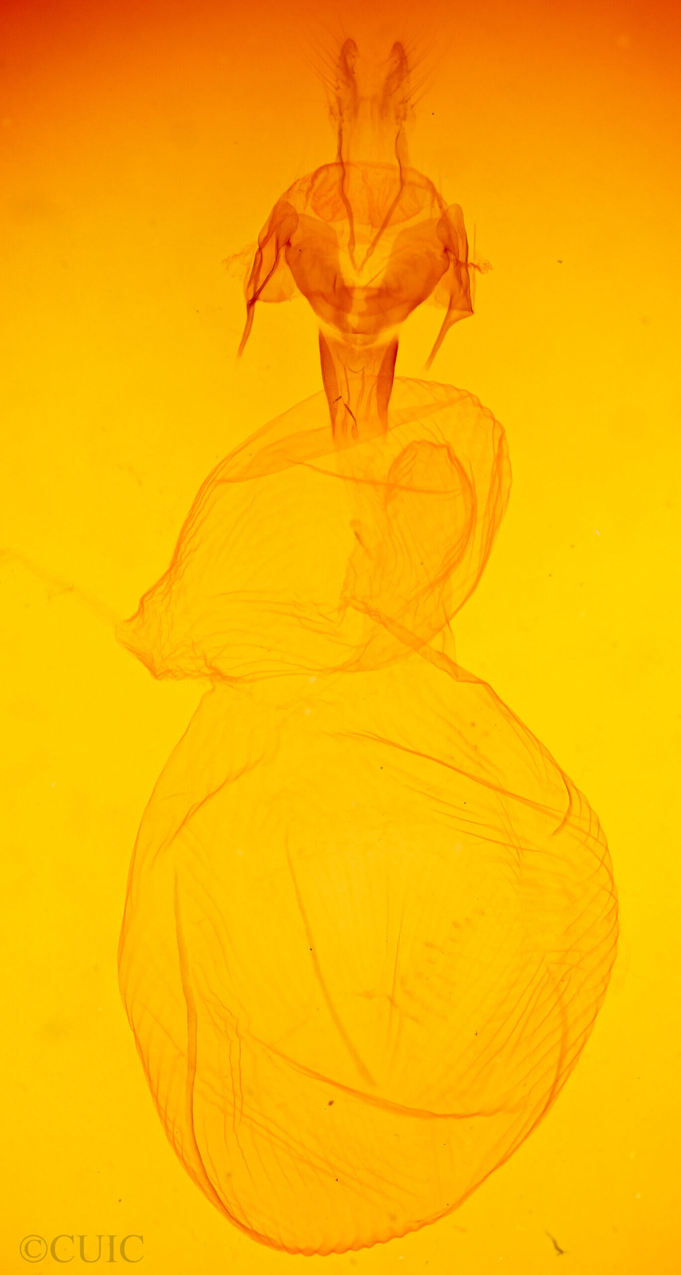 genitalia view of adult Xestia dolosa