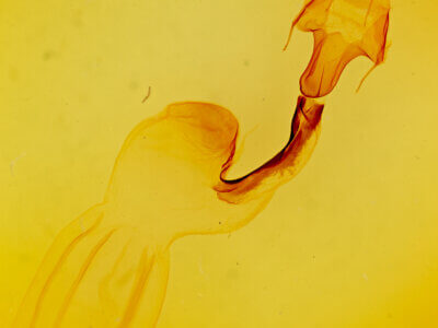 genitalia view of adult Lithophane contra