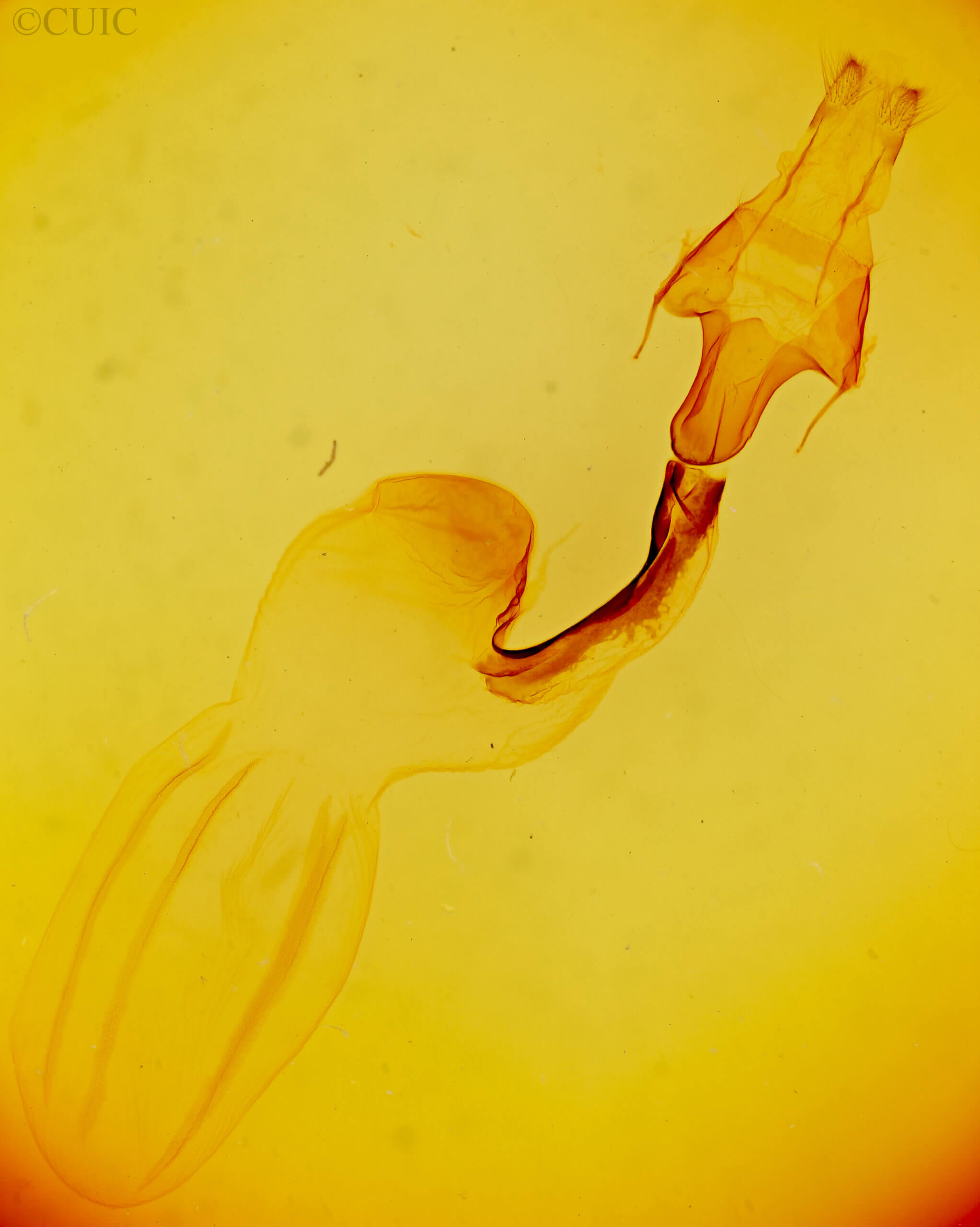 genitalia view of adult Lithophane contra