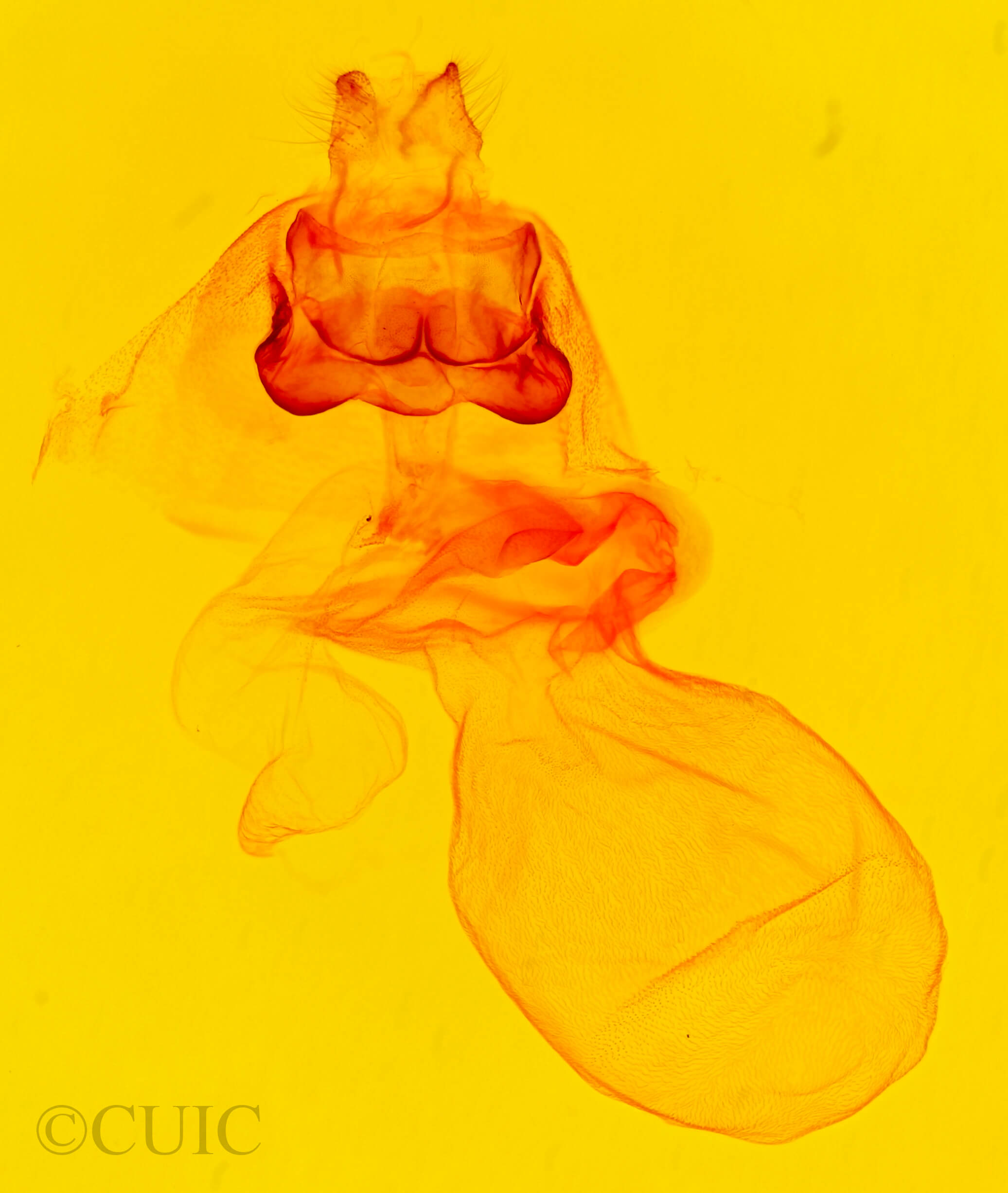 genitalia view of adult Acronicta retardata