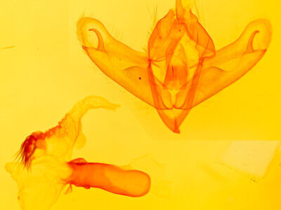 genitalia view of adult Acronicta barnesii