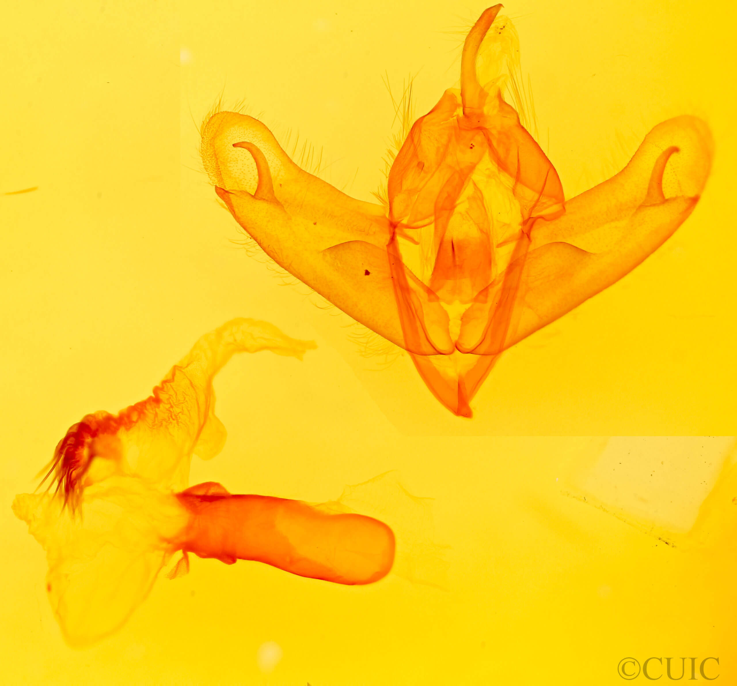 genitalia view of adult Acronicta barnesii