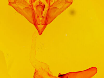 genitalia view of adult Acronicta edolata