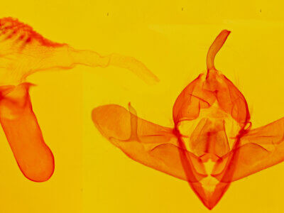 genitalia view of adult Acronicta dolli