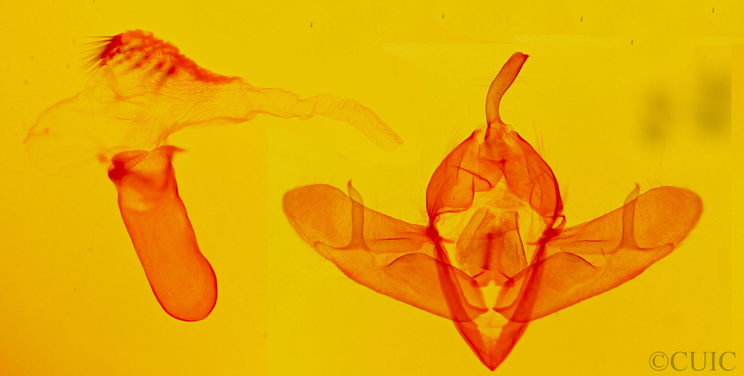 genitalia view of adult Acronicta dolli