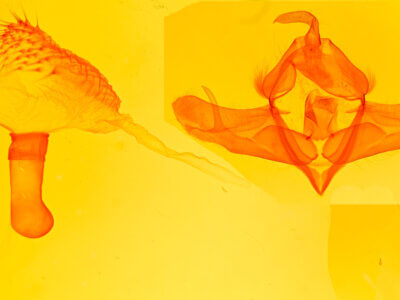 genitalia view of adult Acronicta lupini